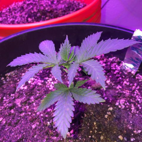 Koko 1 growlog timeline photo