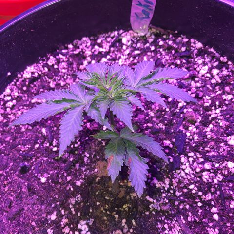 Koko2 growlog timeline photo