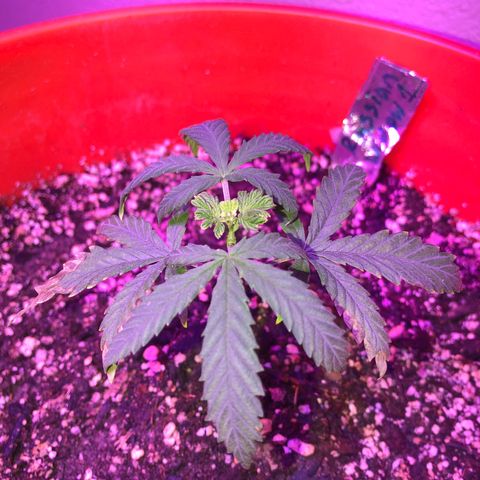Rw1 growlog timeline photo