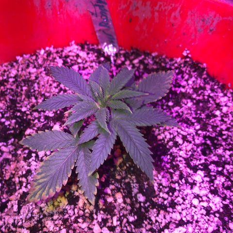 Sour randy 1  growlog timeline photo