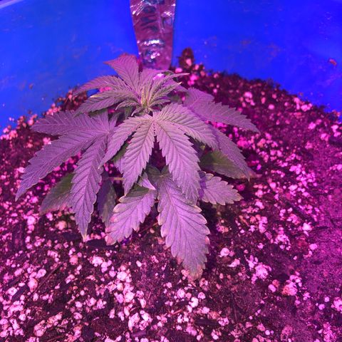 Sour randy 2 growlog timeline photo