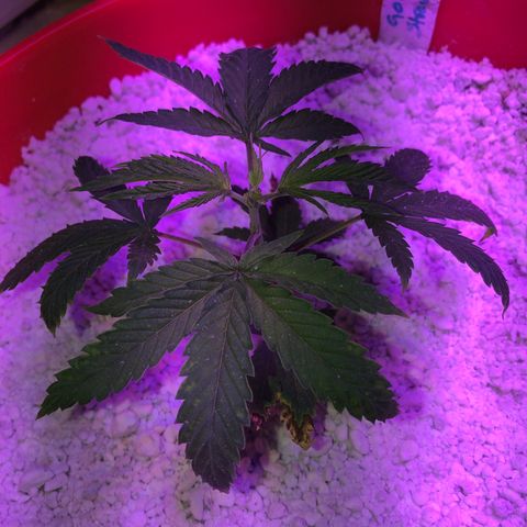 GS1 growlog photo: Topped