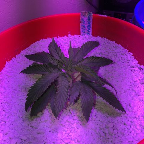 Gs2 growlog timeline photo