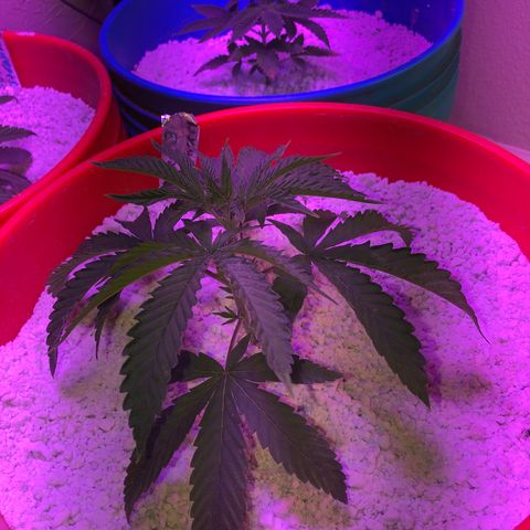 Gs3 growlog timeline photo