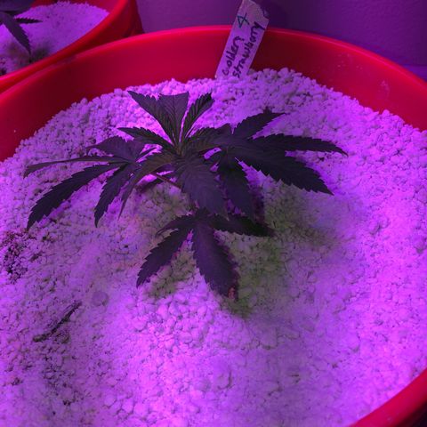 Gs4 growlog timeline photo
