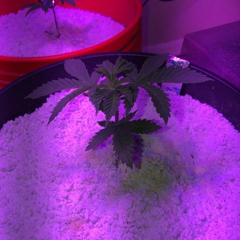 Koko 1 growlog timeline photo