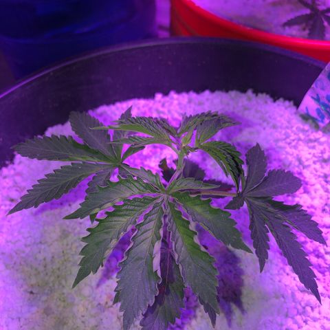 Koko2 growlog photo: Topped/slight stress /watered with mycho