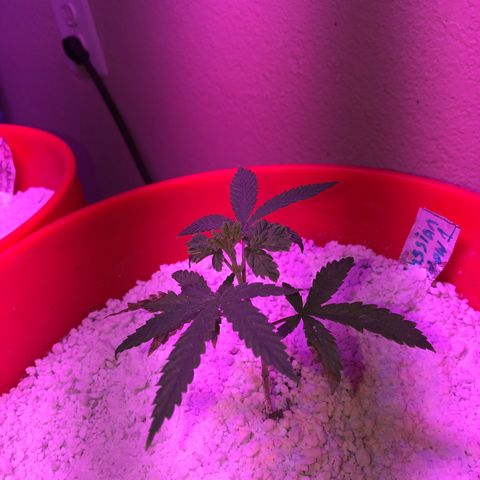 Rw1 growlog timeline photo