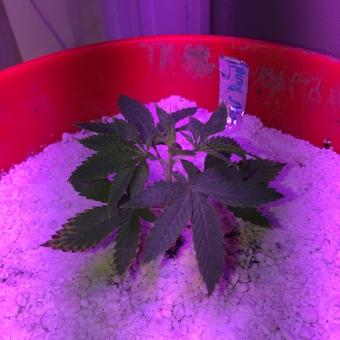 Sour randy 1  growlog photo: Topped
