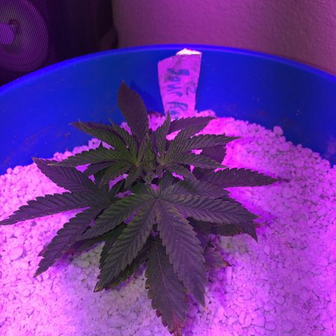 Sour randy 2 growlog timeline photo
