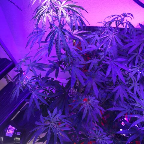 Gs3 growlog timeline photo