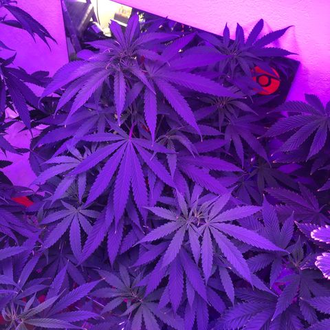Gs4 growlog timeline photo