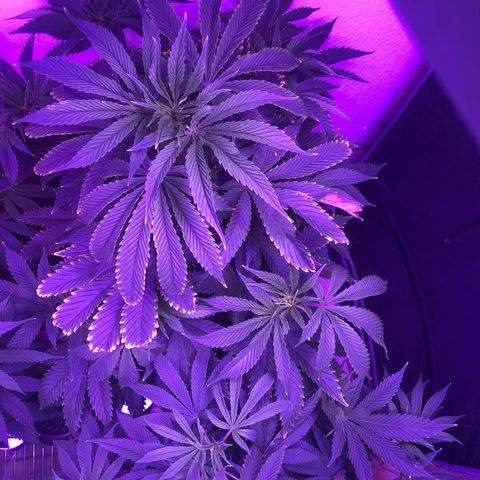 Koko 1 growlog timeline photo