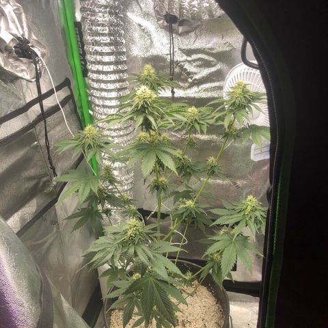 Koko2 growlog timeline photo