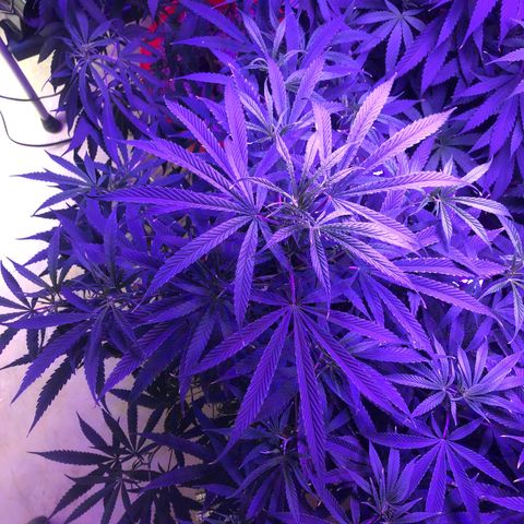 Rw1 growlog timeline photo
