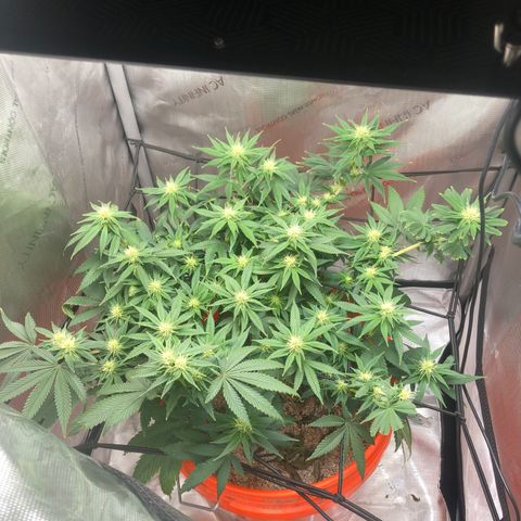 Sour randy 1  growlog timeline photo