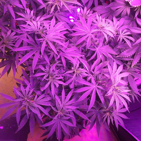 Sour randy 2 growlog timeline photo