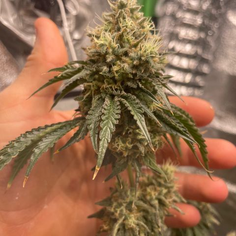 Koko2 growlog timeline photo