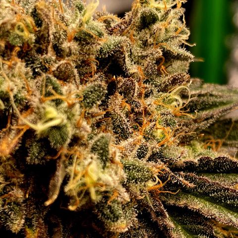 Koko2 growlog timeline photo