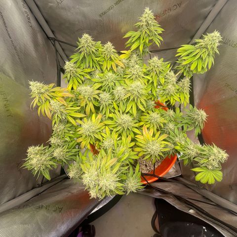Sour randy 1  growlog timeline photo