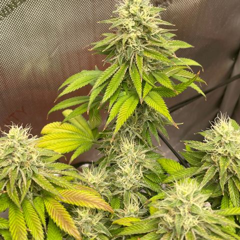 Sour randy 1  growlog timeline photo