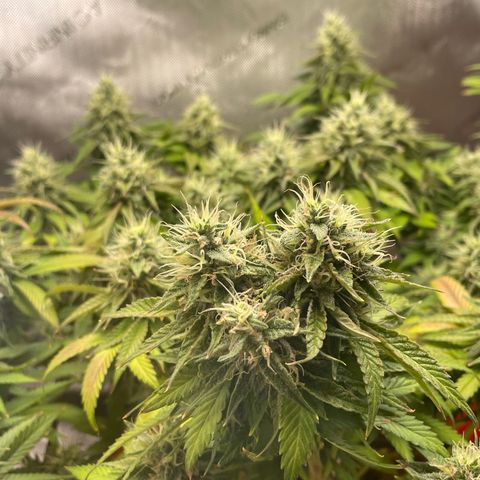 Sour randy 1  growlog timeline photo