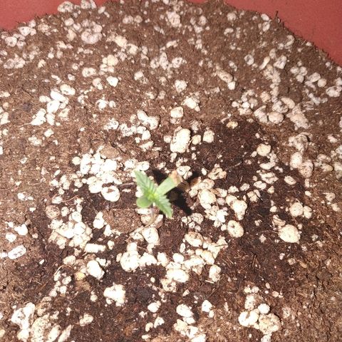 Moby Dick growlog timeline photo