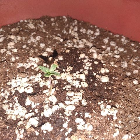 Moby Dick growlog timeline photo