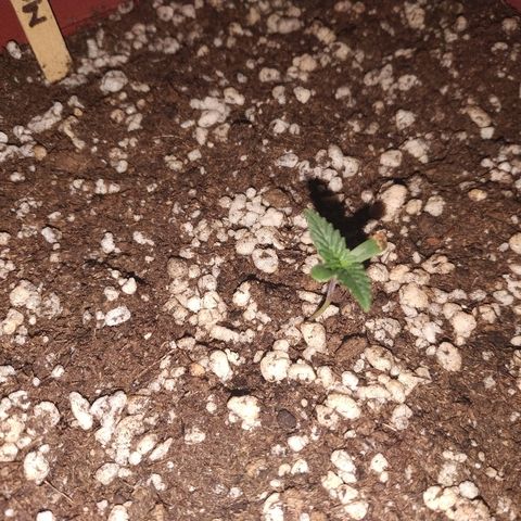 Moby Dick growlog timeline photo