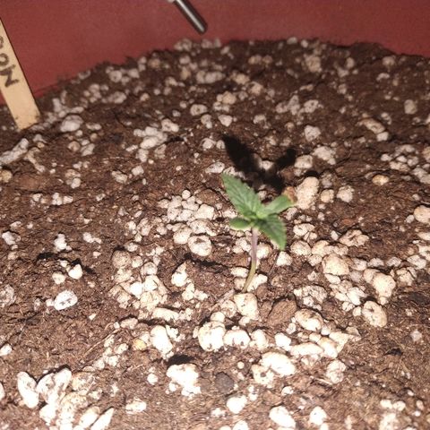 Moby Dick growlog timeline photo