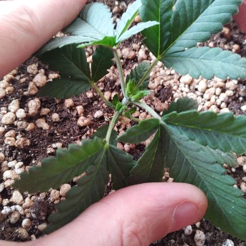 Moby Dick growlog photo: Recuperando bem do top, gostou de ficar mais próxima da Luz