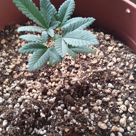 Moby Dick growlog photo: Recuperando bem do top, gostou de ficar mais próxima da Luz