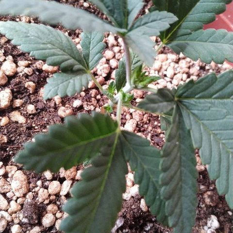 Moby Dick growlog photo: Recuperando bem do top, gostou de ficar mais próxima da Luz