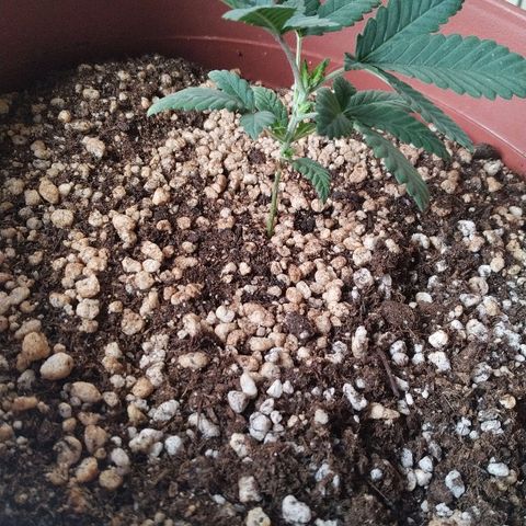 Moby Dick growlog photo: Recuperando bem do top, gostou de ficar mais próxima da Luz