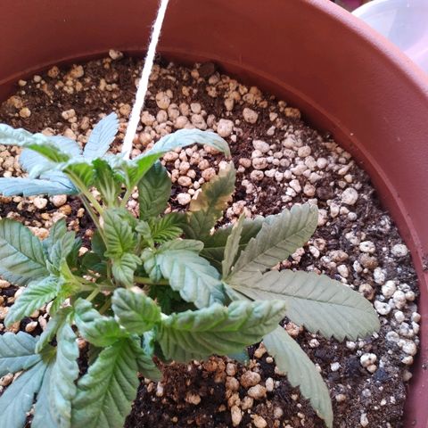 Moby Dick growlog timeline photo