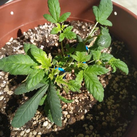 Moby Dick growlog photo: Quase uma semana sem lâmpada