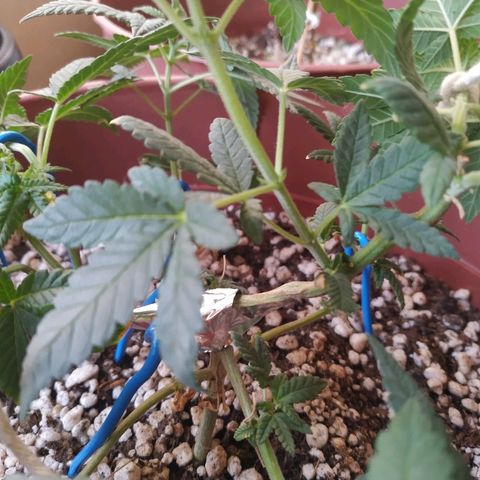 Moby Dick growlog photo: Pow stress training