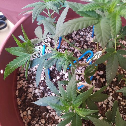 Moby Dick growlog photo: Pow stress training