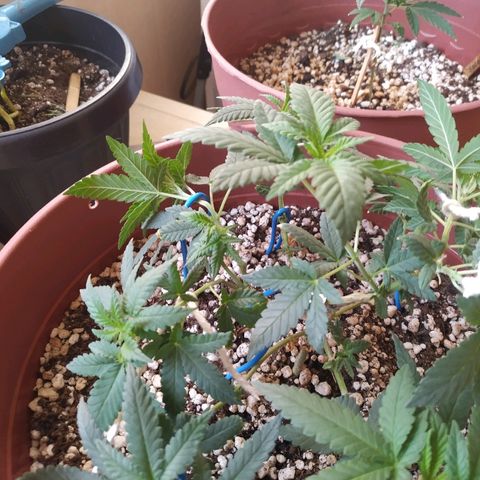 Moby Dick growlog photo: Pow stress training