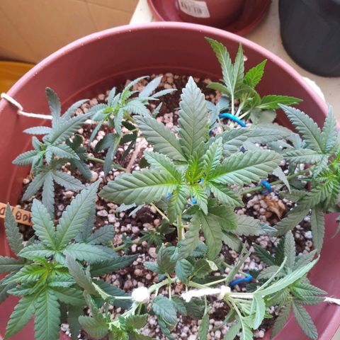 Moby Dick growlog photo: Pow stress training