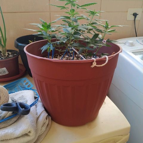 Moby Dick growlog timeline photo