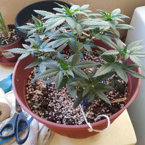 Moby Dick growlog timeline photo