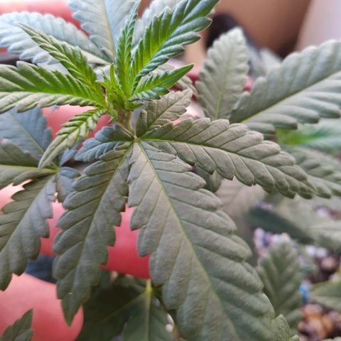 Moby Dick growlog timeline photo