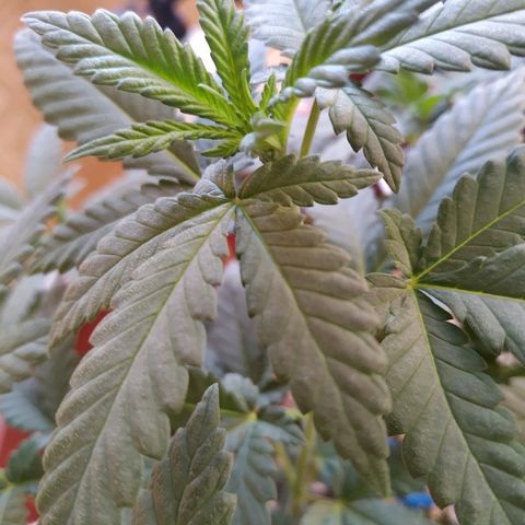 Moby Dick growlog timeline photo