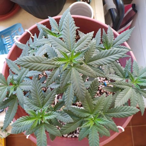 Moby Dick growlog timeline photo