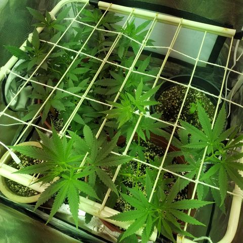 Moby Dick growlog timeline photo