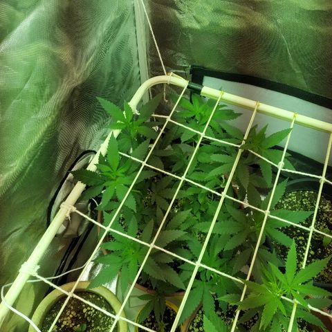 Moby Dick growlog timeline photo