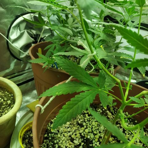 Moby Dick growlog timeline photo