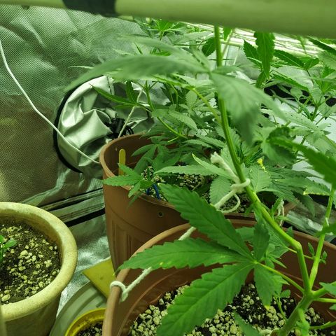 Moby Dick growlog timeline photo