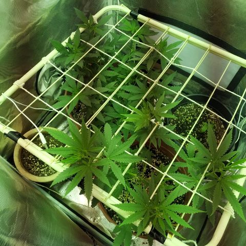 Moby Dick growlog timeline photo